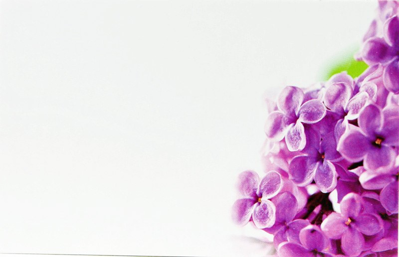 Picture of Florist Cards Small Purple Blossom x 50pcs